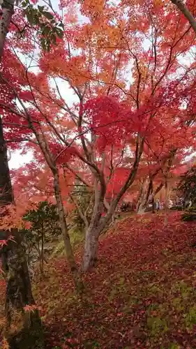 禅林寺（永観堂）の自然