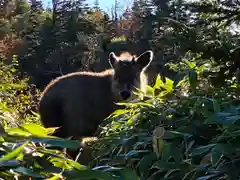 山家神社奥宮の動物