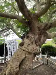 龍口明神社の自然