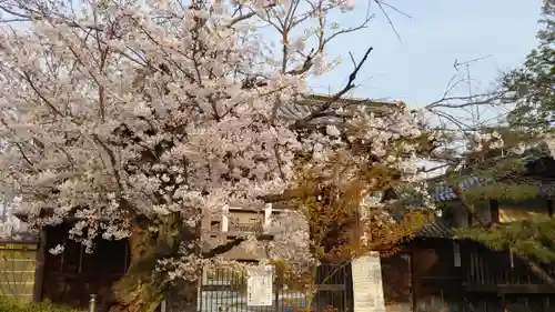 立本寺の自然