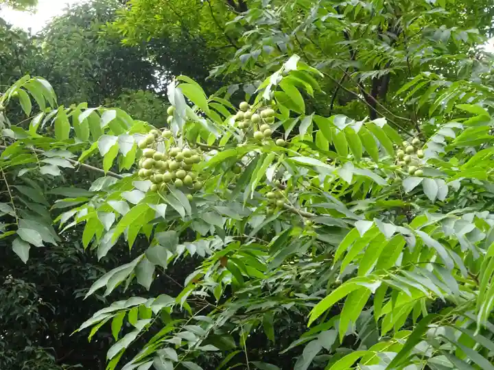 神鳥前川神社の自然