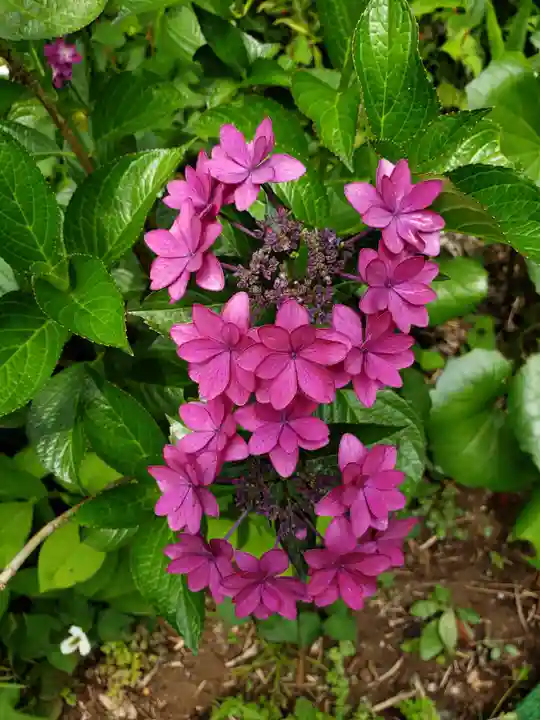 鷺宮八幡神社の自然