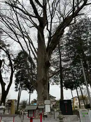 薬師寺八幡宮(栃木県)