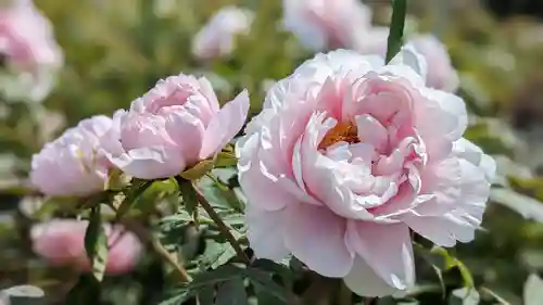 金蛇水神社(宮城県)