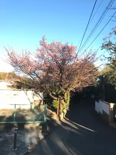 伊豆山神社の自然