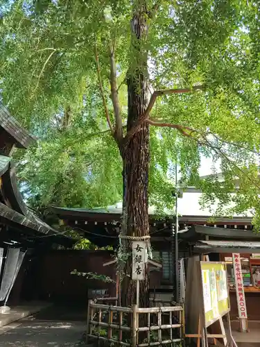 大宮八幡宮の自然