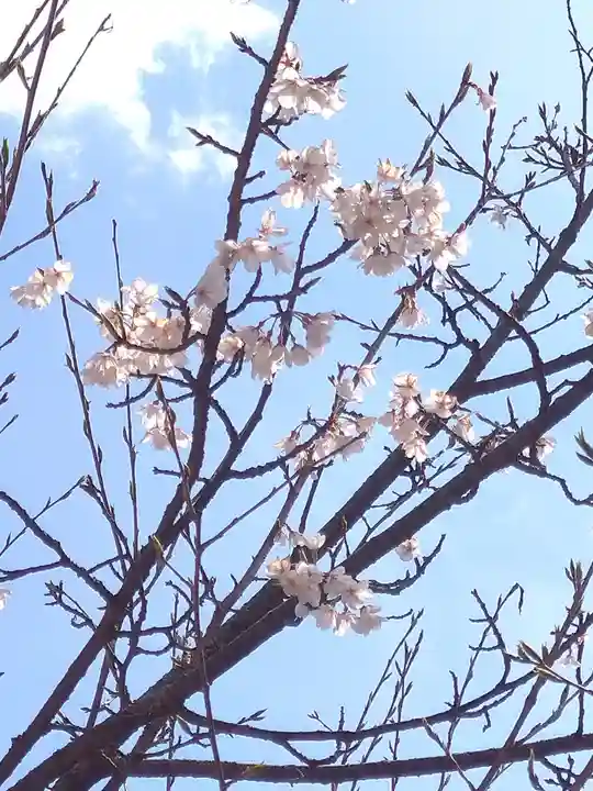 阿智神社の自然