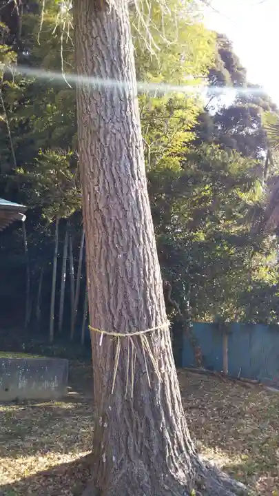 二宮神社の自然