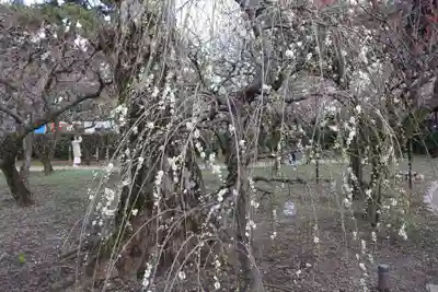 北野天満宮(京都府)