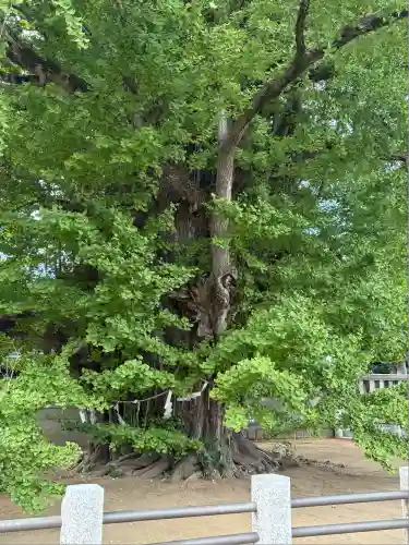 葛飾八幡宮(千葉県)
