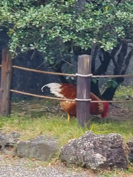 熱田神宮の動物
