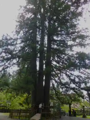 戸隠神社中社の自然