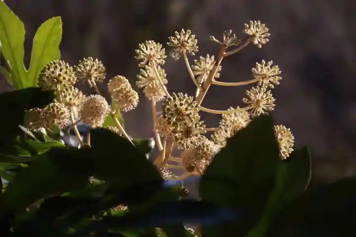 阿久津「田村神社」(郡山市阿久津町)旧社名:伊豆箱根三嶋三社の庭園