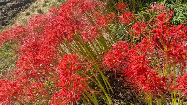 水主神社・樺井月神社・衣縫神社(京都府)
