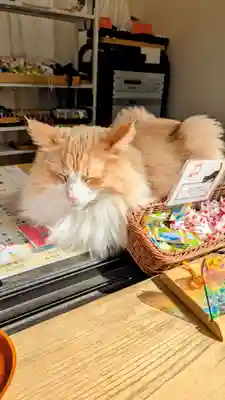 駒込妙義神社の動物