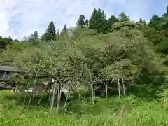 大幢寺の自然