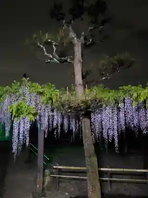太巌寺(ふじの寺)の自然