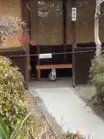 三輪神社の動物