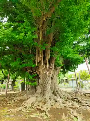 千葉寺(千葉県)