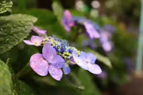 白山神社(東京都)