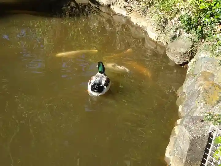 比々多神社の動物