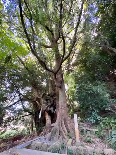 石清水八幡宮の自然