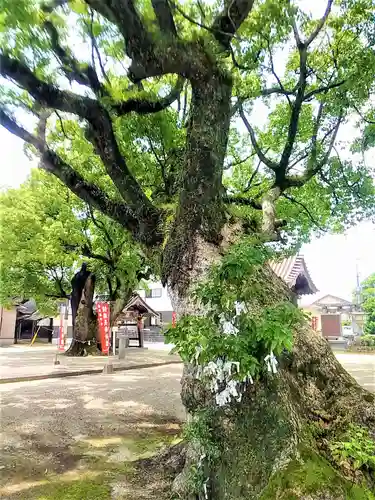 香椎神社の自然