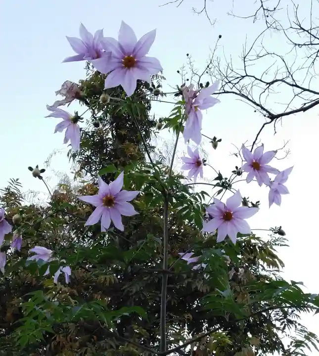 高幡不動尊 金剛寺の自然