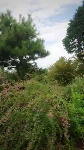 圓光禅寺（円光寺）の自然