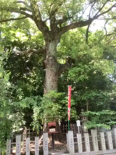 富部神社の自然