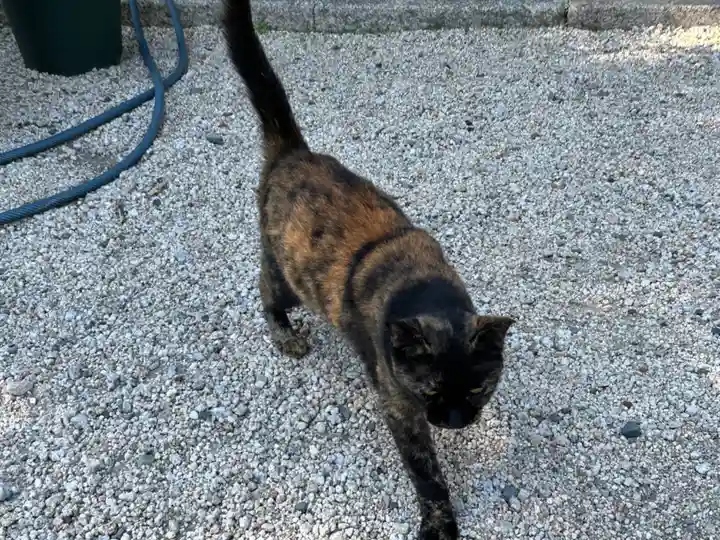 神館神社の動物