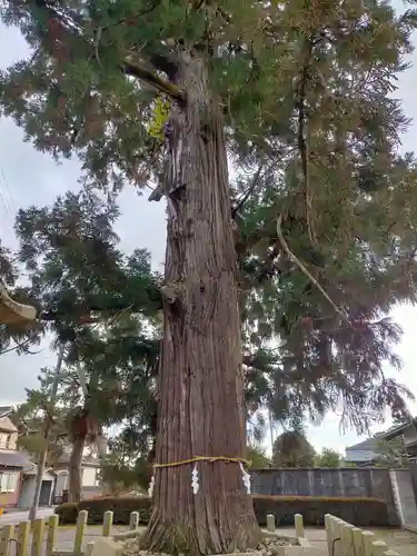 馬見岡綿向神社の自然