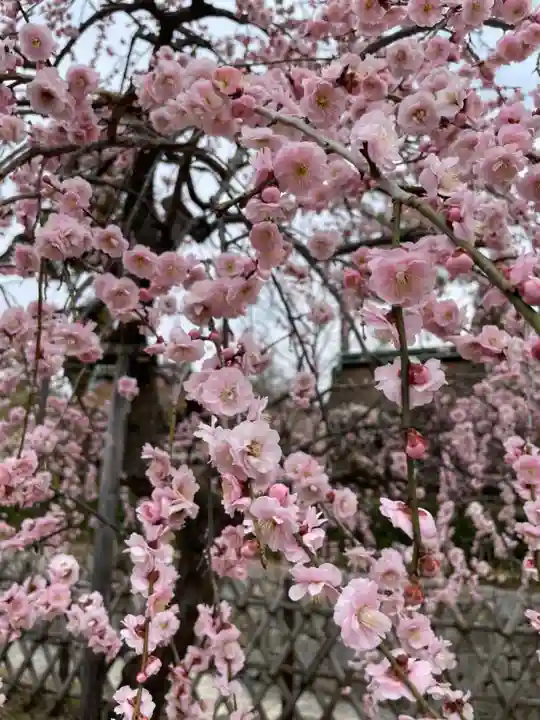 北野天満宮の自然
