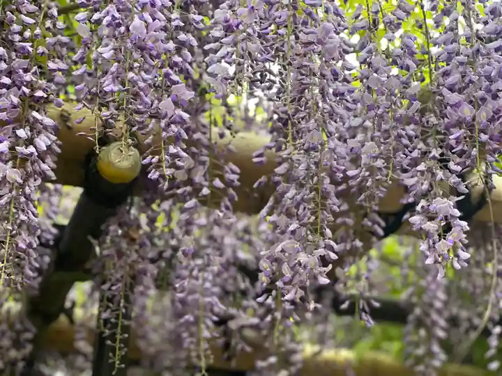 佐野原神社の自然