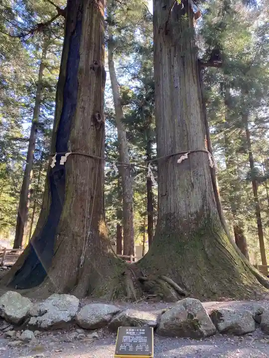 河口浅間神社の自然