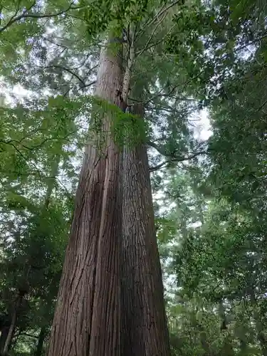 石楯尾神社の自然