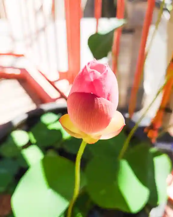 福寿観音(東京都)