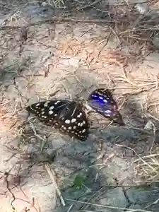 蚊里田八幡宮(長野県)(2025年07月30日(水) 21時12分09秒投稿)