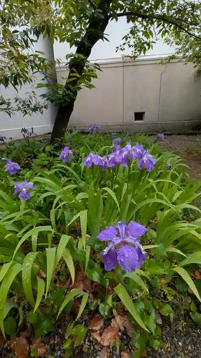 御霊神社(上御霊神社)(京都府)