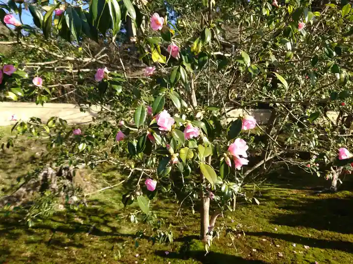 霊鑑寺門跡の自然
