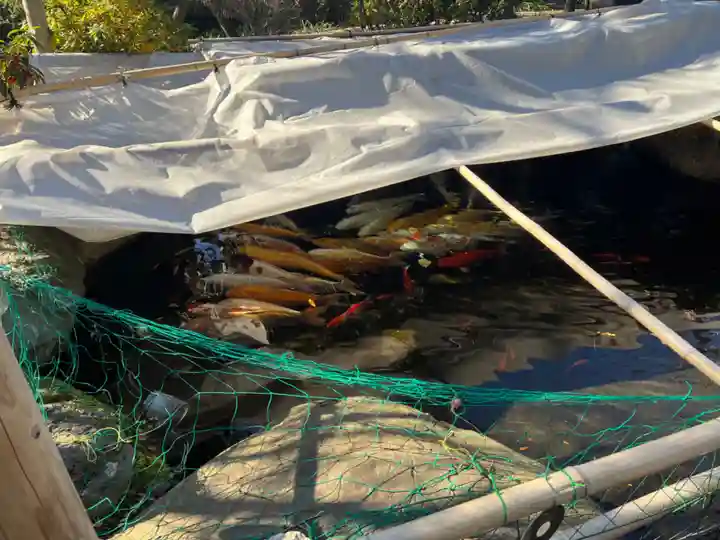 龍眼寺(萩寺)の動物