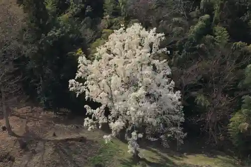 鹿島大神宮の自然