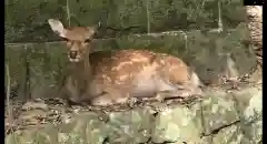 春日大社の動物