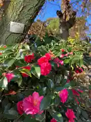 芝東照宮の自然