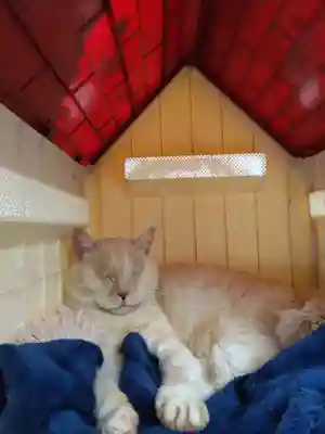 御誕生寺（猫寺）(福井県)