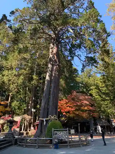 北口本宮冨士浅間神社の自然