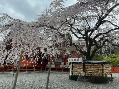 富士山本宮浅間大社の自然