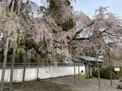 三宝院（三宝院門跡）(京都府)