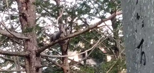 千歳神社の動物
