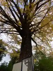 田無神社の自然